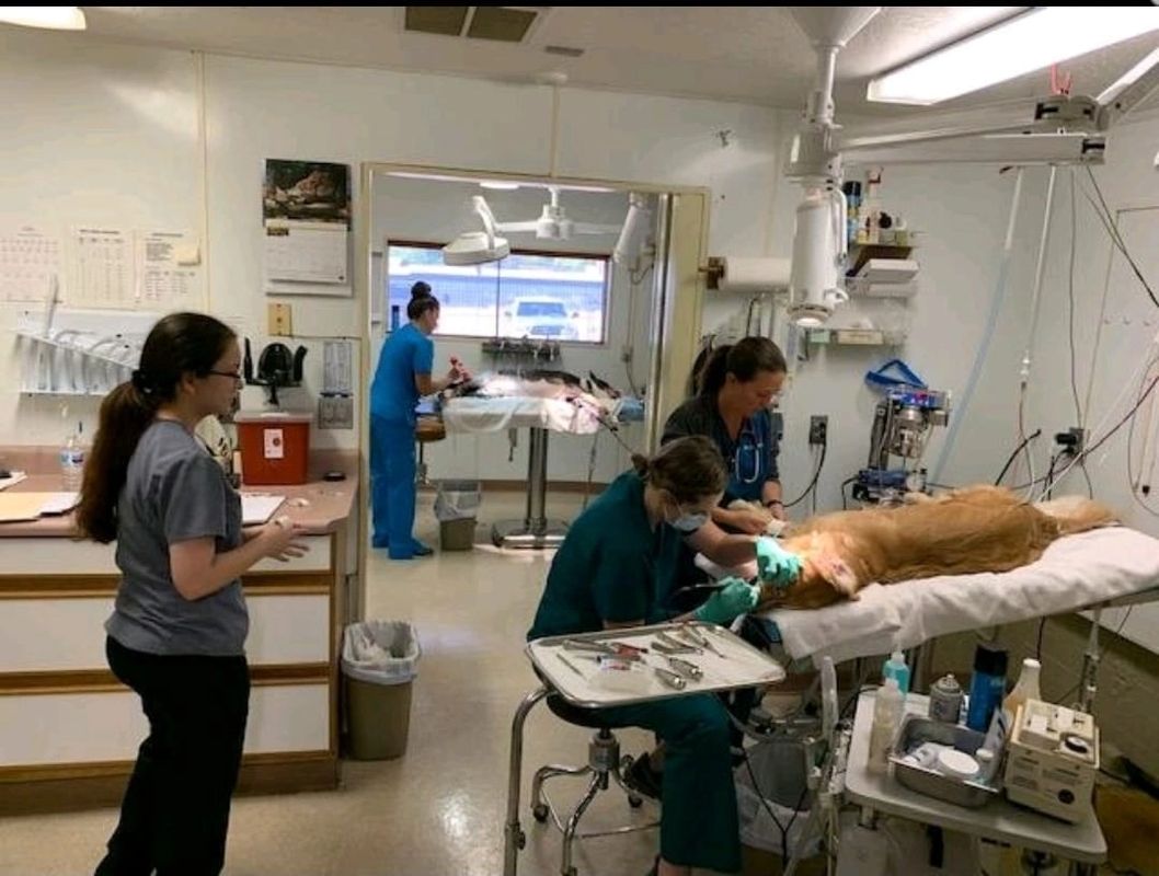 Doctors examining dog on table