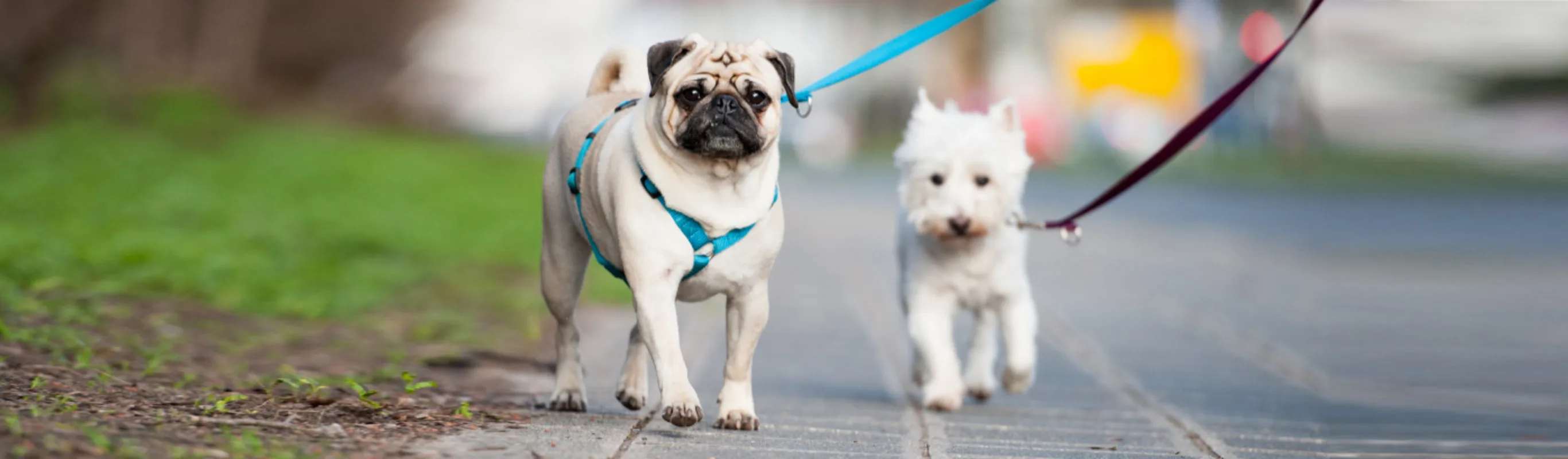 Two Dogs with Leashes on a Walk