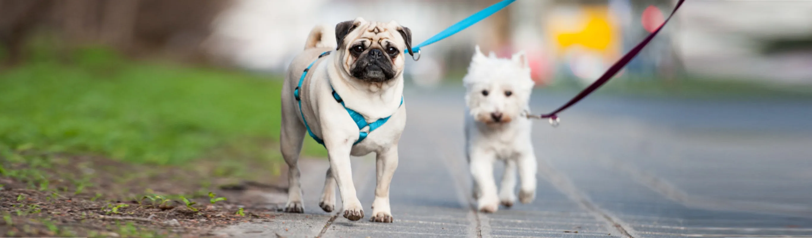 Two Dogs with Leashes on a Walk