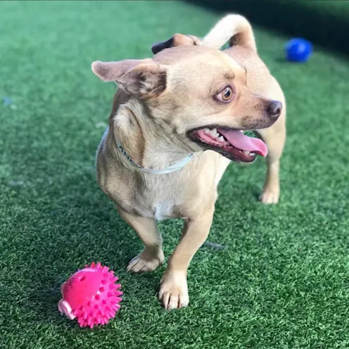 Cody the dog with pink chew toy Cody the dog with pink chew toy