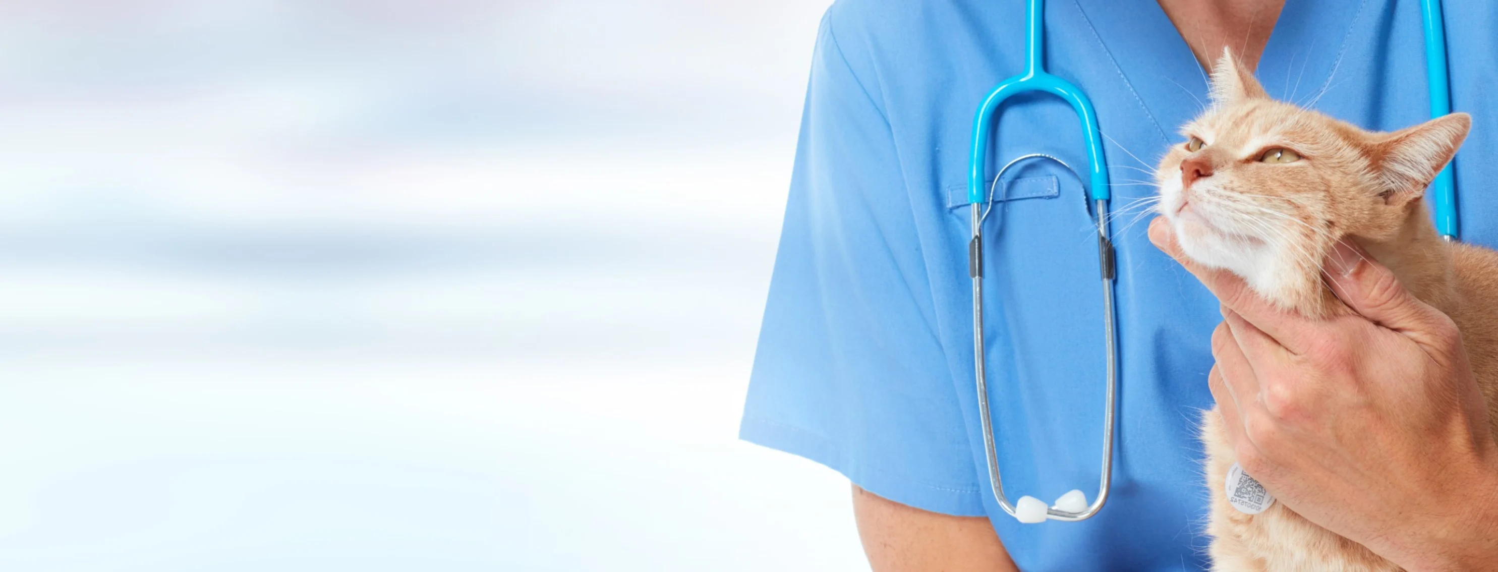 A Doctor in uniform is holding a tan cat on the right of frame