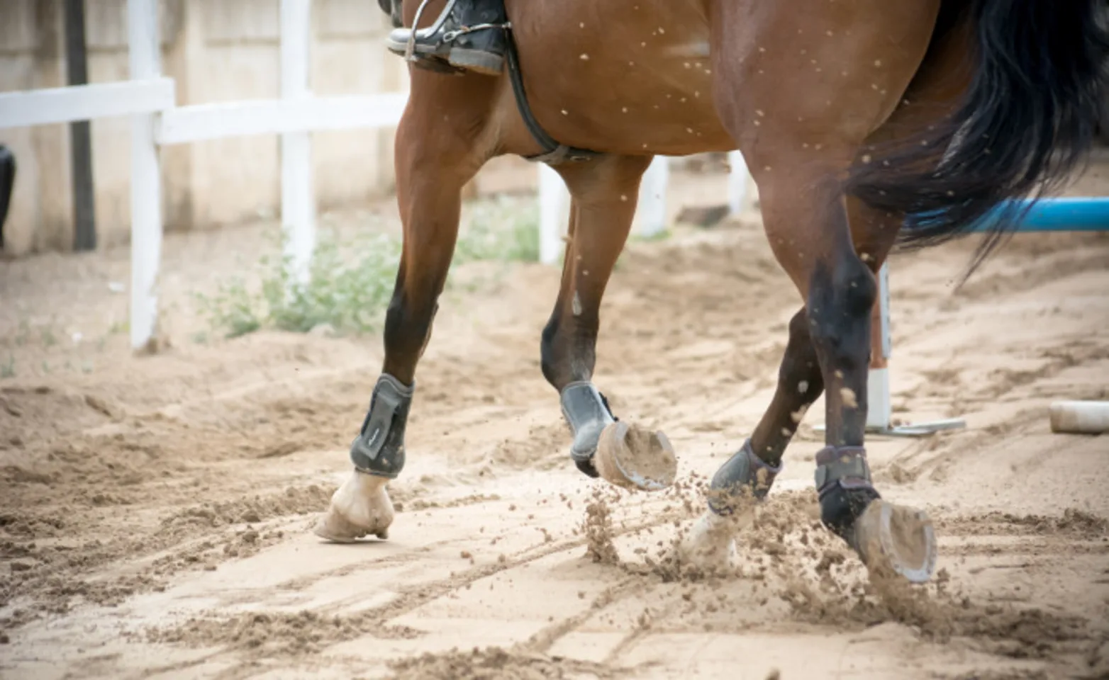 Horse Jumping Horse Jumping