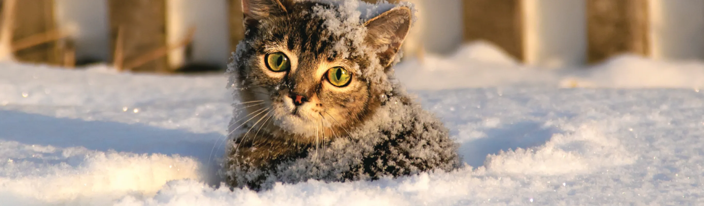 Cat playing in the snow