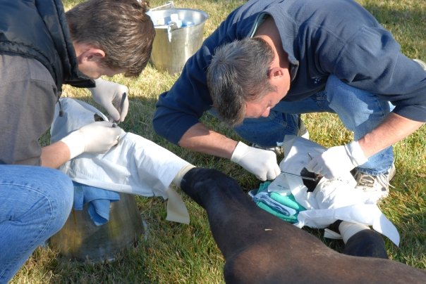 Dr. Browning and assistant performing procedure on horse's hooves