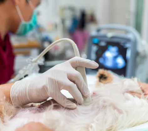 Staff Doing an Ultrasound on a White Dog