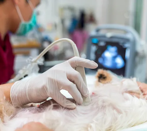 Staff Doing an Ultrasound on a White Dog Staff Doing an Ultrasound on a White Dog