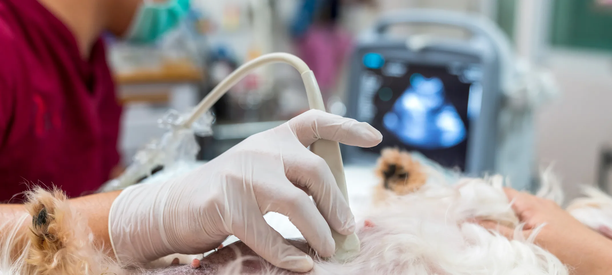 Staff Doing an Ultrasound on a White Dog