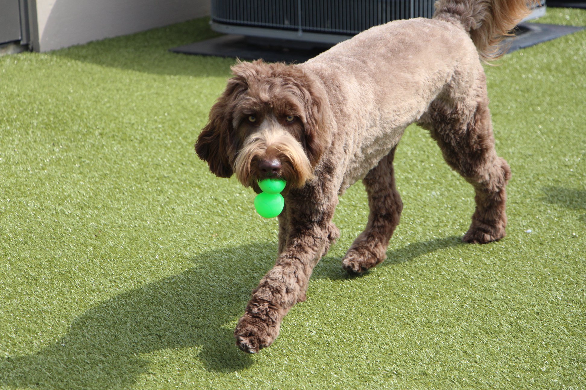 Dog running with ball in mout