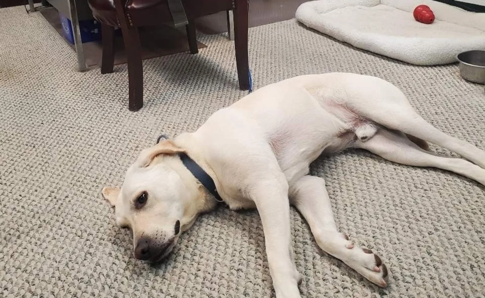 Dog laying on the floor