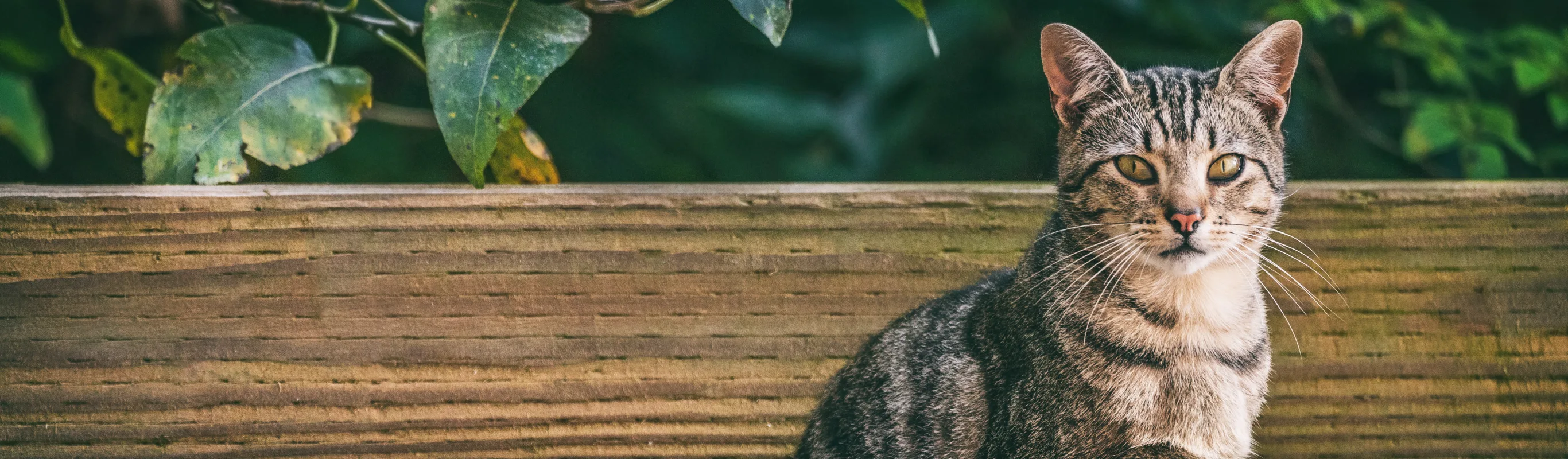 Cat sitting in front of wood beam with trees behind