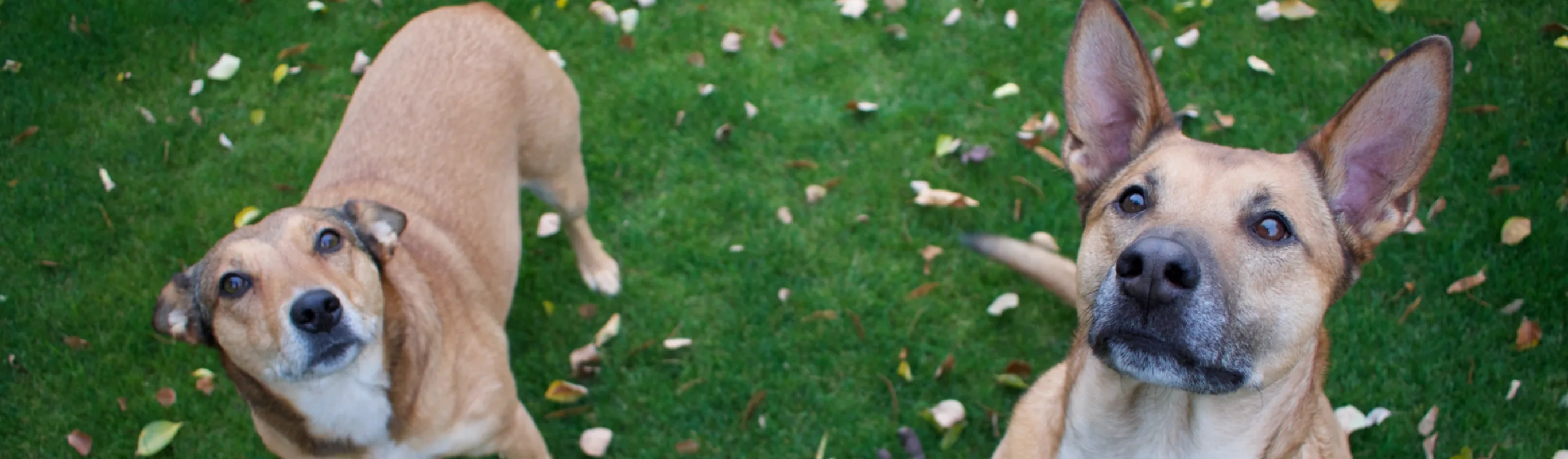 two dogs in the grass two dogs in the grass