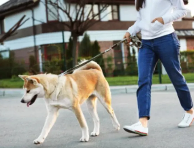 Owner Walking Dog Owner Walking Dog