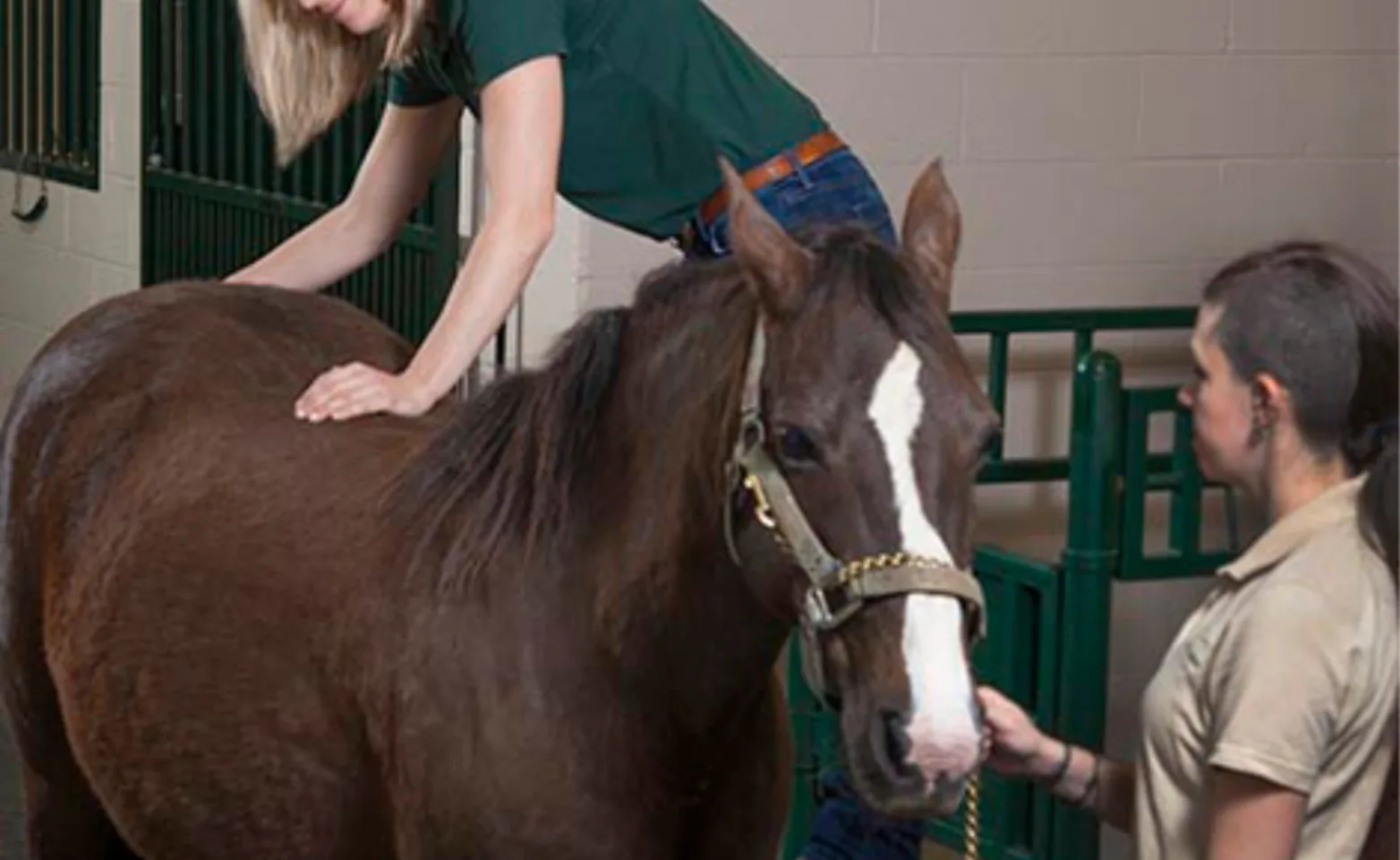 Doctor performing chiropractic services on a brown and white horse Doctor performing chiropractic services on a brown and white horse