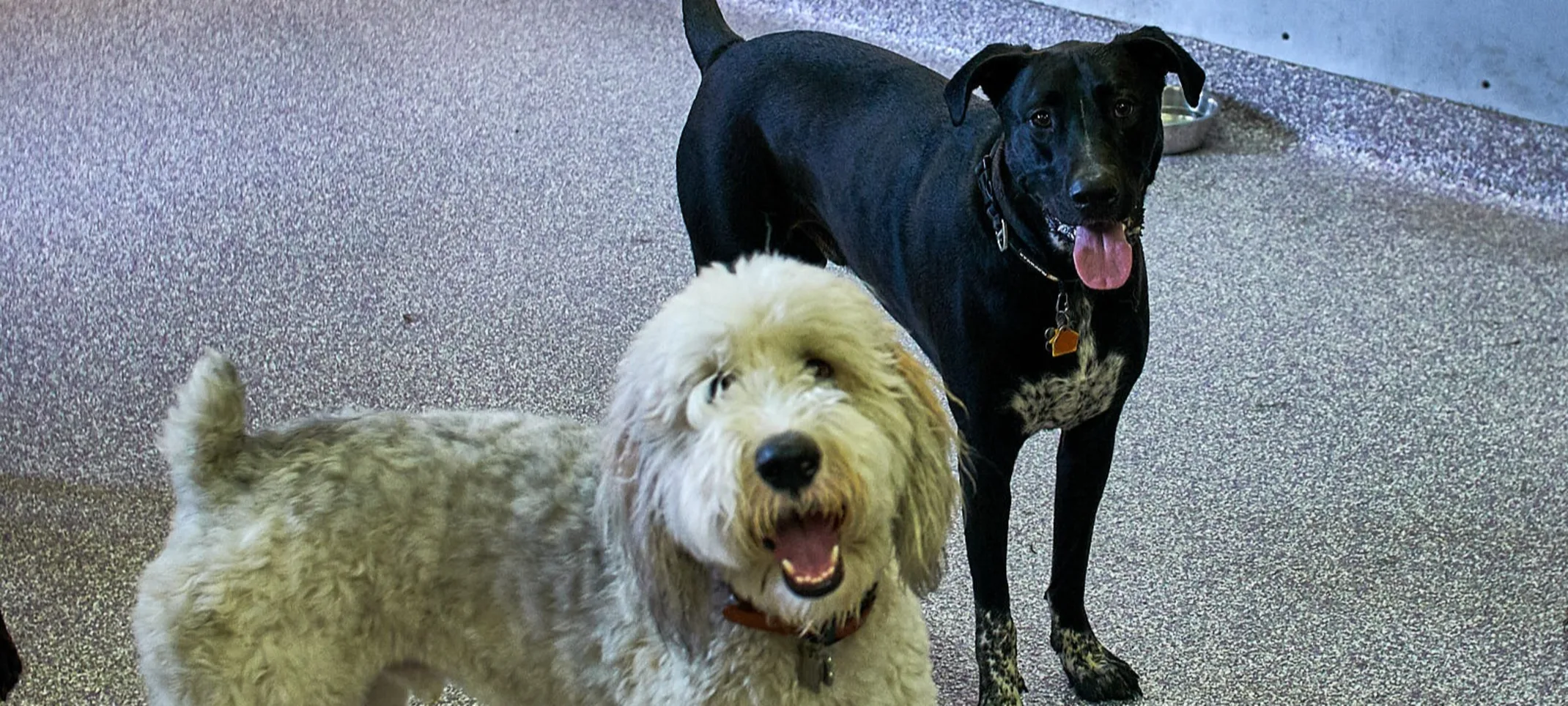 Dogs playing inside Dogs playing inside