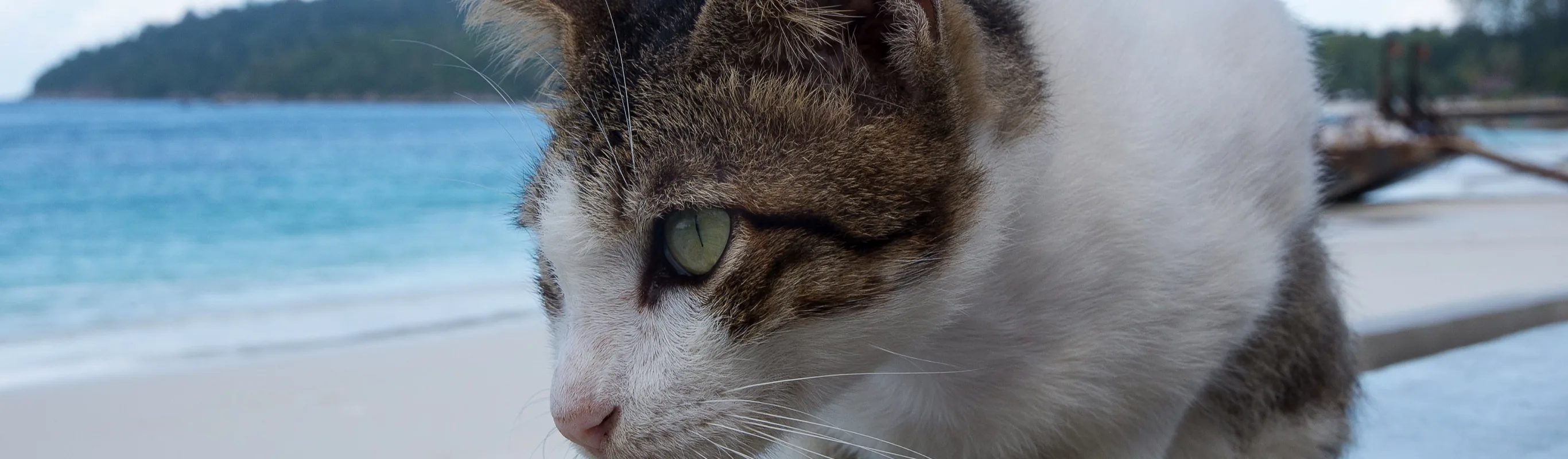 Cat by the beach staring ahead