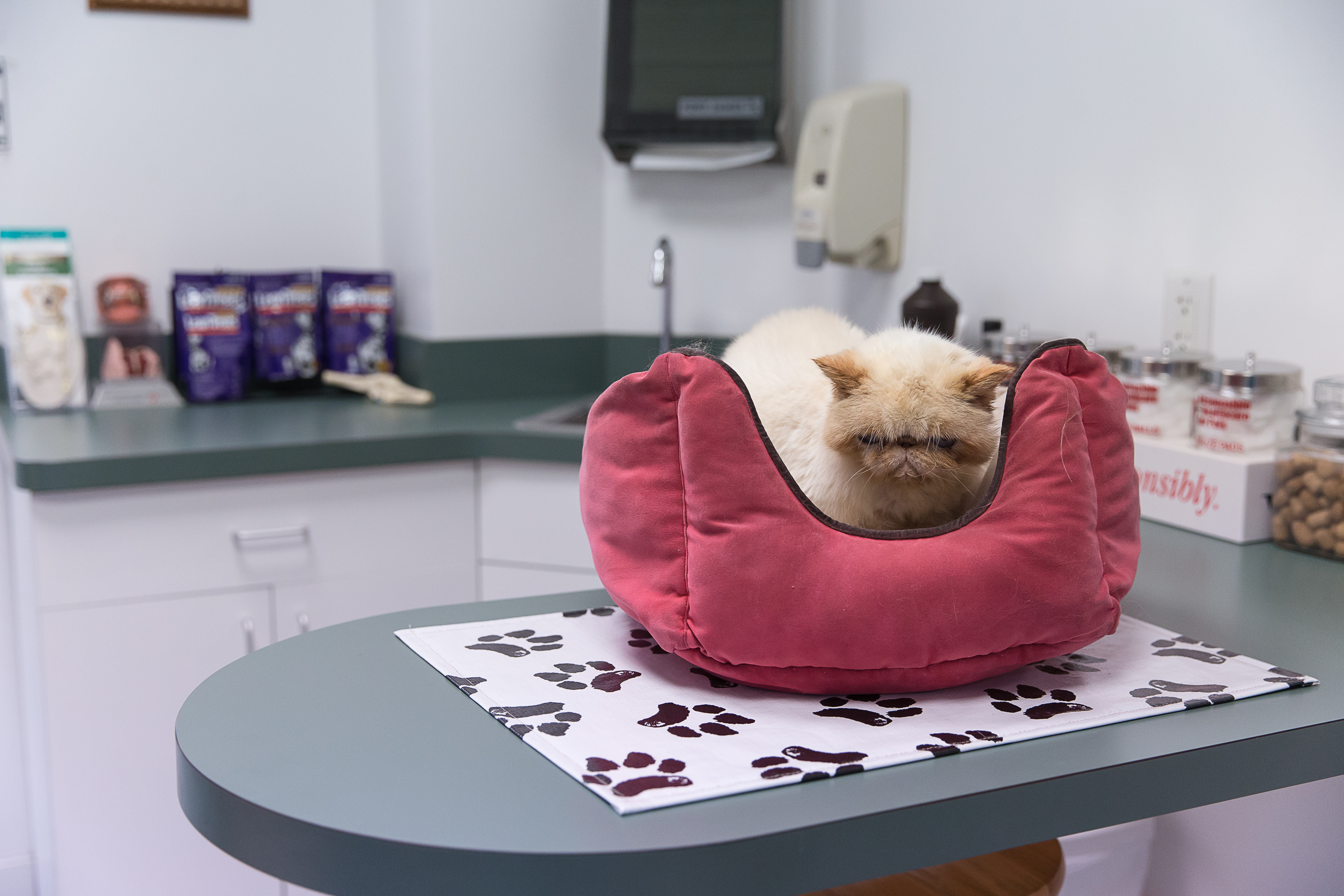Haven Animal Hospital Exam Room where there is a cat sleeping in a pink plush cat bed on top of a counter.