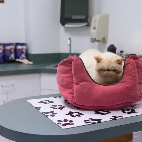 Haven Animal Hospital Exam Room where there is a cat sleeping in a pink plush cat bed on top of a counter.