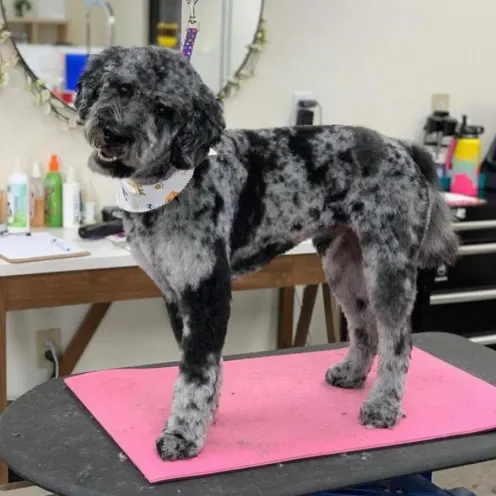 Black and gray dog on grooming table