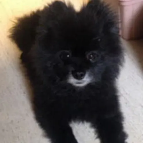 New Baltimore Animal Hospital's black pomerian puppy got adopted in Feb. 2016.