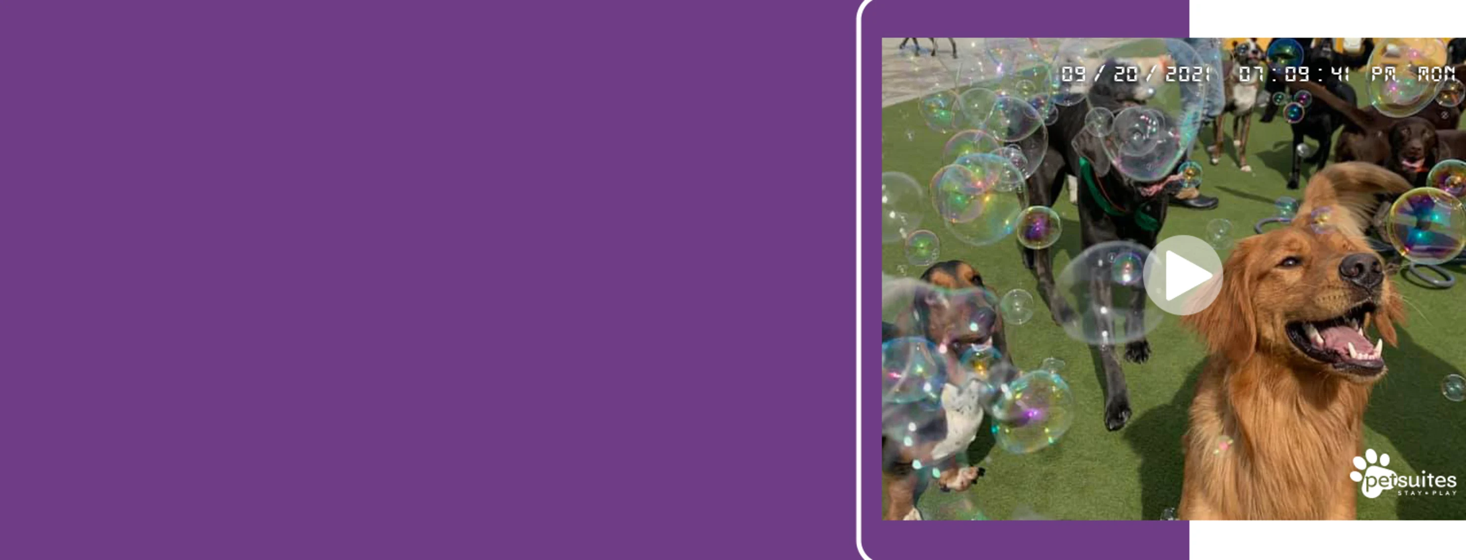Image of a video still of dogs looking at bubbles floating around them. Image of a video still of dogs looking at bubbles floating around them.