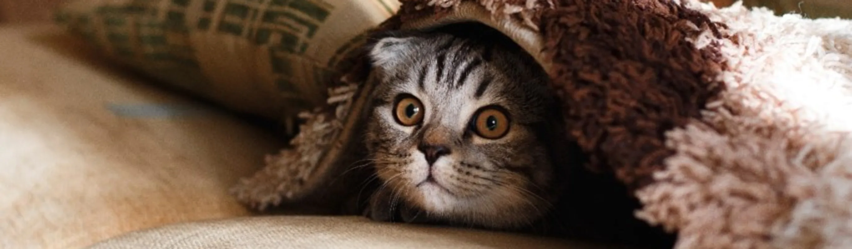 cat under blanket