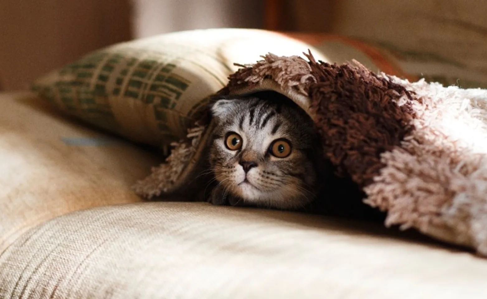 cat under blanket cat under blanket