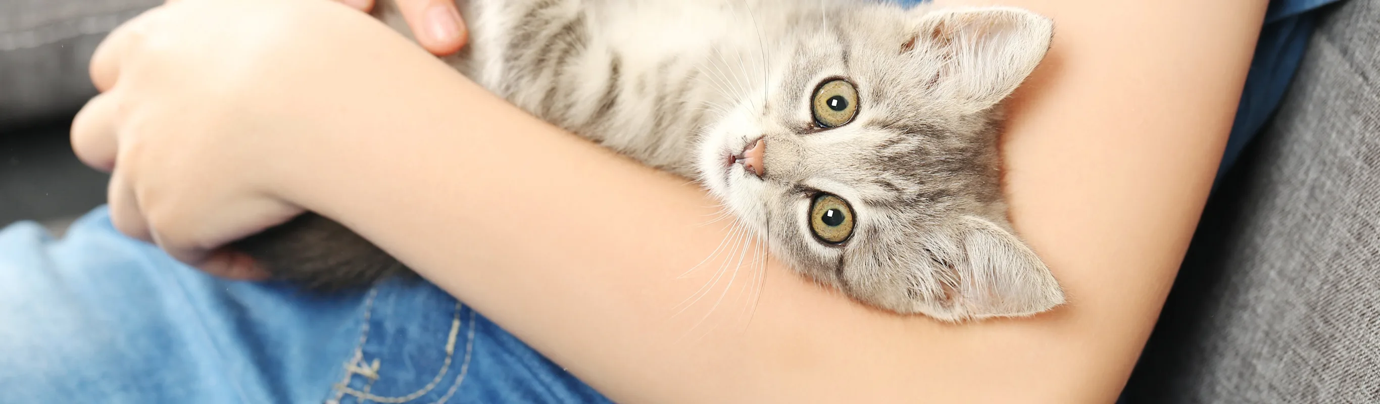 Cat being held by a person Cat being held by a person