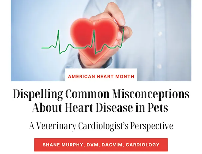 Promotional blog image of a hand writing a heartbeat over a heart. Text reads, "Dispelling Common Misconceptions About Heart Disease in Pets: A Veterinary Cardiologist’s Perspective" Promotional blog image of a hand writing a heartbeat over a heart. Text reads, "Dispelling Common Misconceptions About Heart Disease in Pets: A Veterinary Cardiologist’s Perspective"