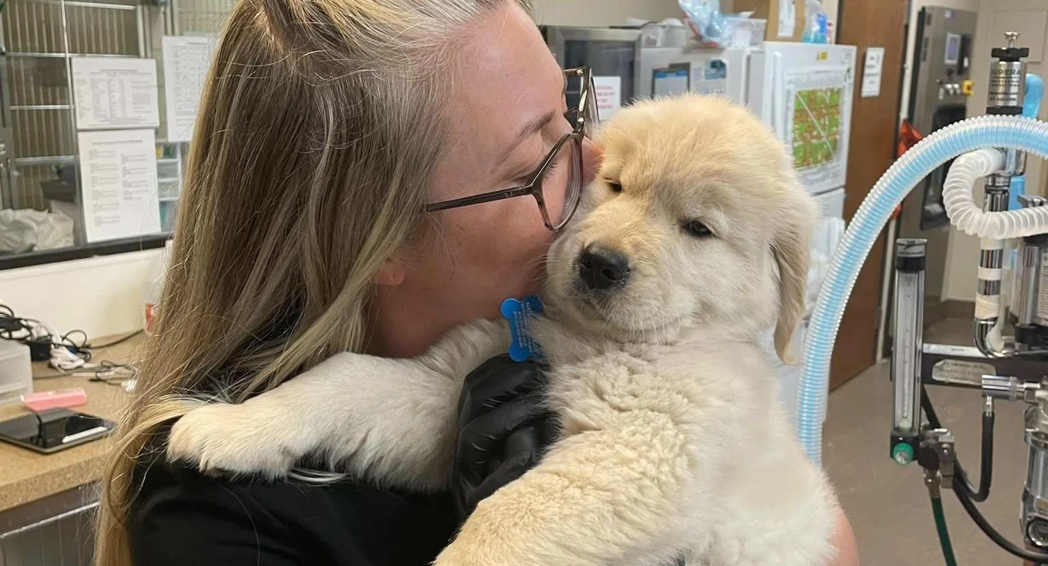 Staff member holding a dog. Staff member holding a dog.