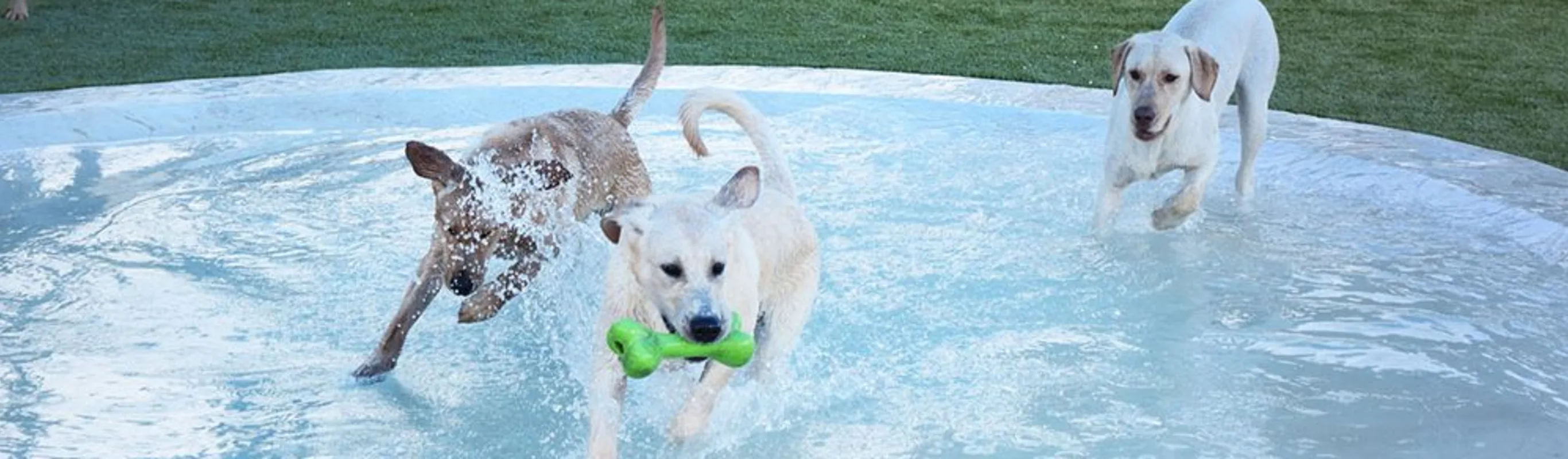 Dogs playing in pool.