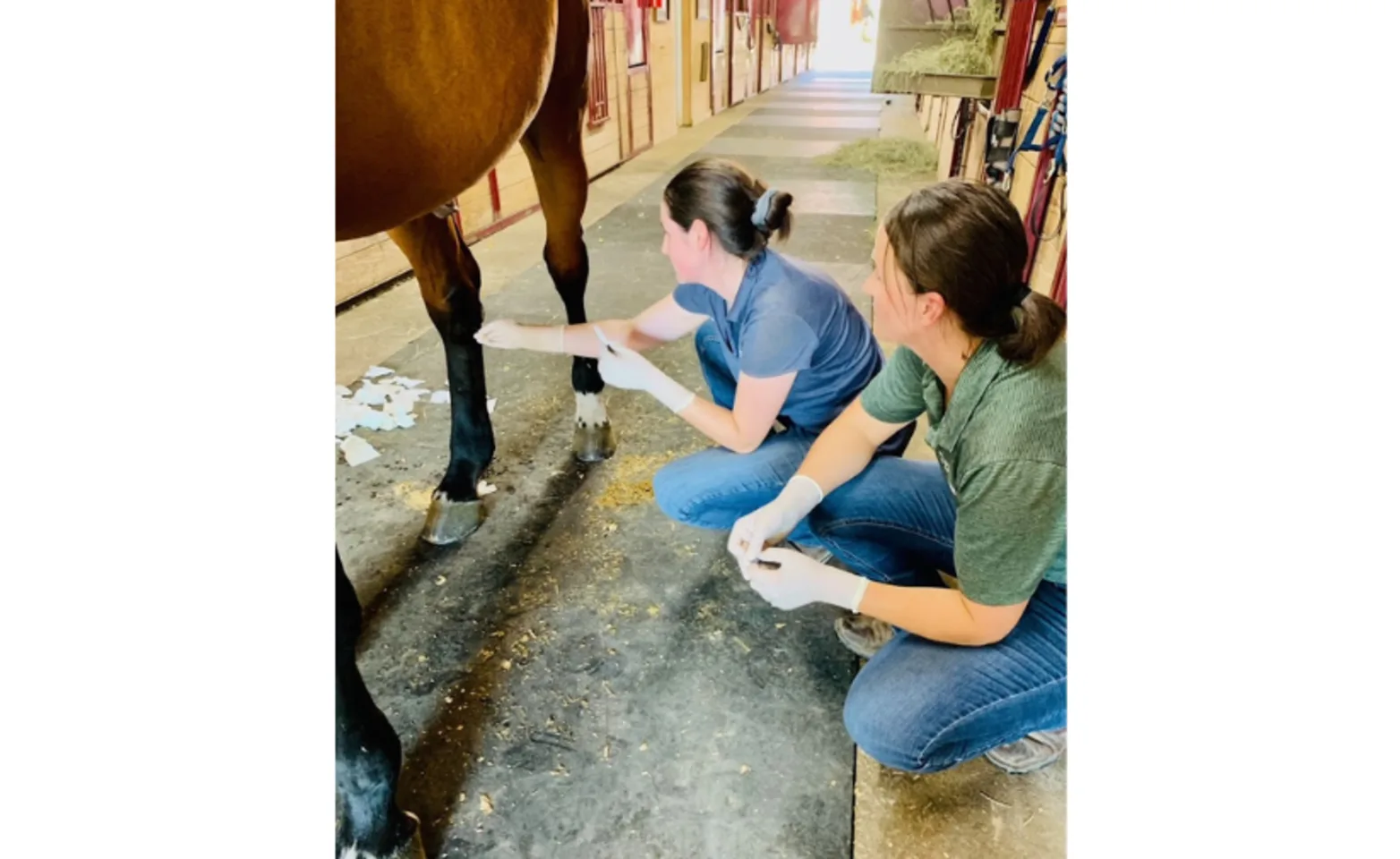 Staff examining horse's leg
