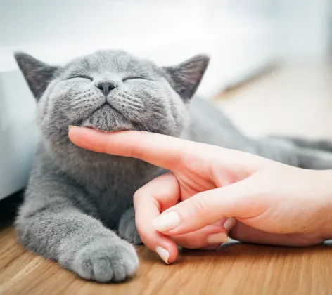 Cat having chin scratched