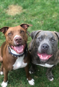 Two Dogs, Mya & Moose
