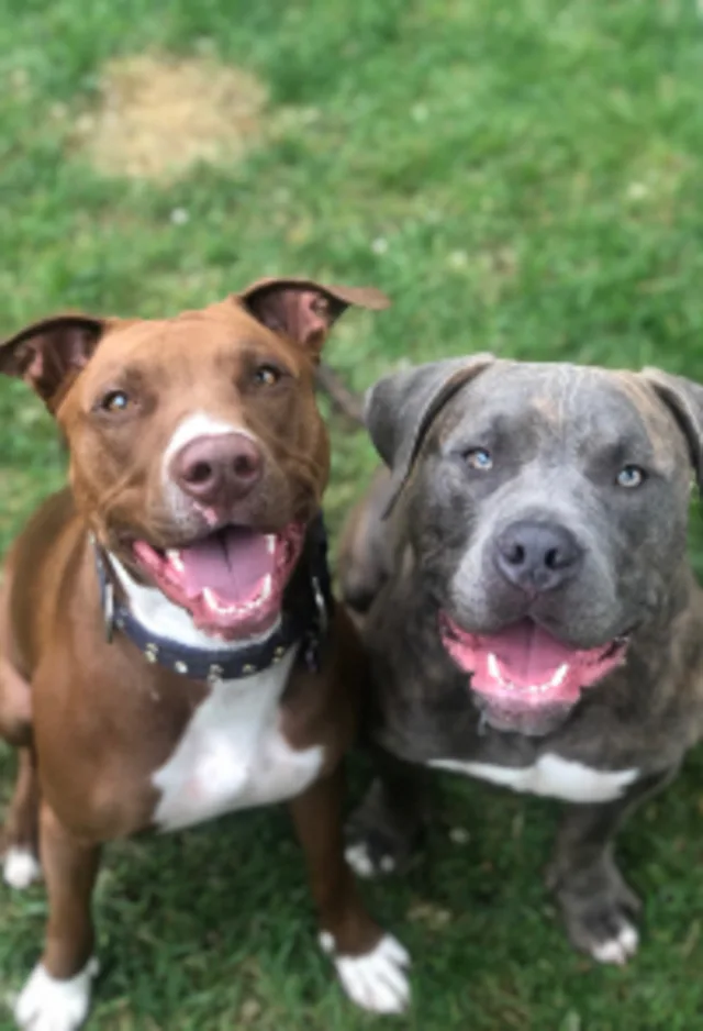 Two Dogs, Mya & Moose Two Dogs, Mya & Moose