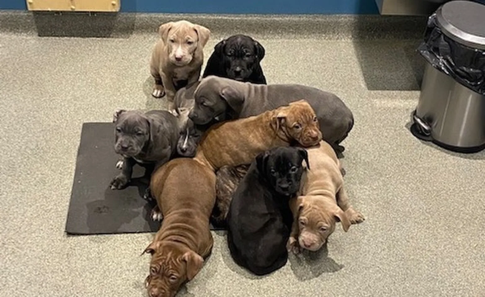 Grey, brown and black puppies in a pile Grey, brown and black puppies in a pile