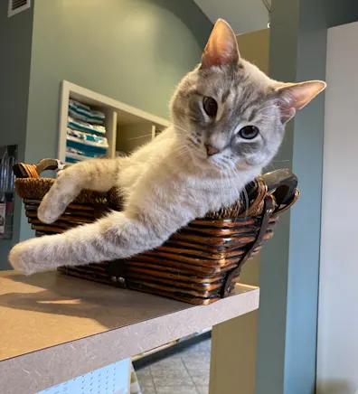 Tedford Von Lackie III Tedford Von Lackie III