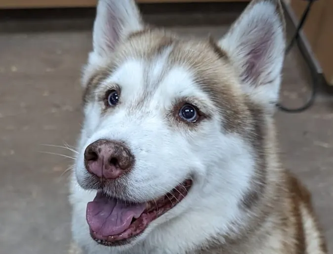 Husky staring upwards. Husky staring upwards.