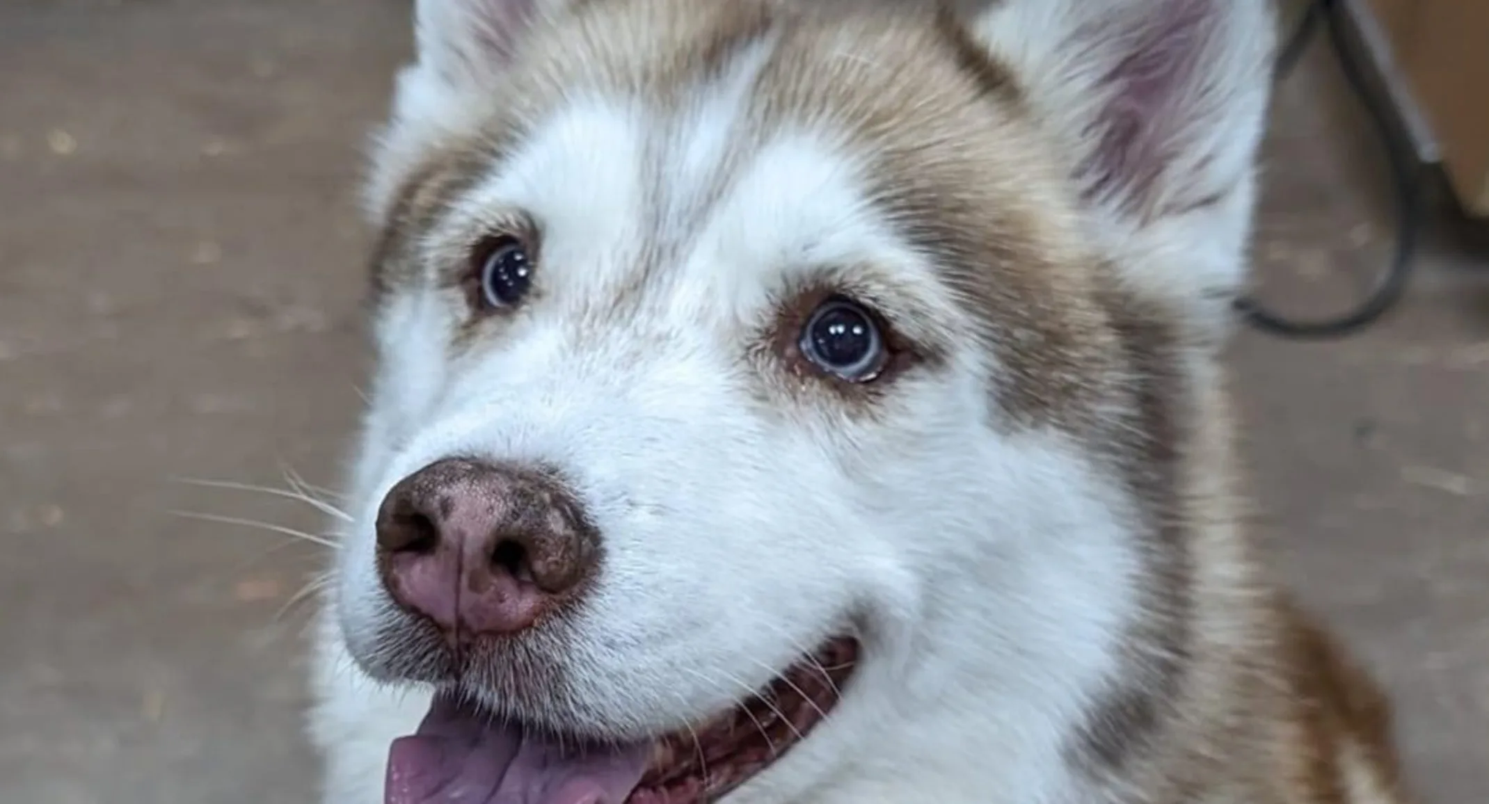 Husky staring upwards. Husky staring upwards.