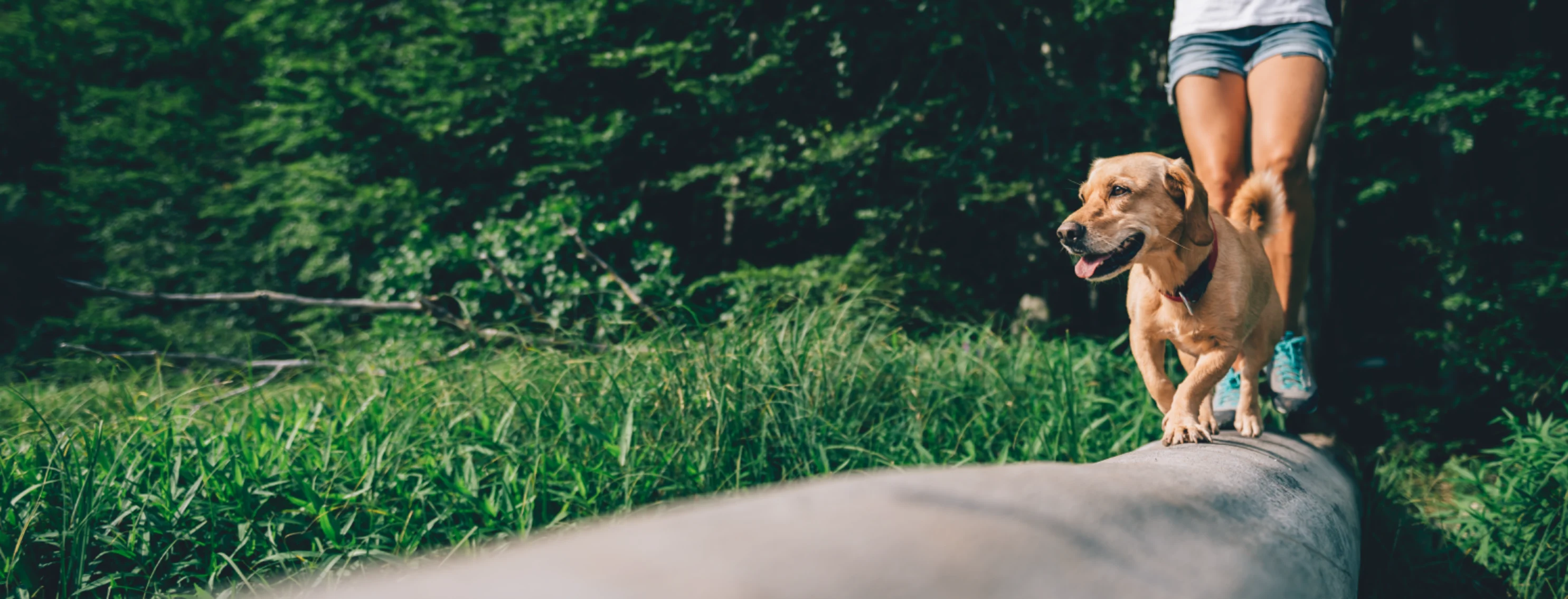 Dog and owner walking on a log in the woods