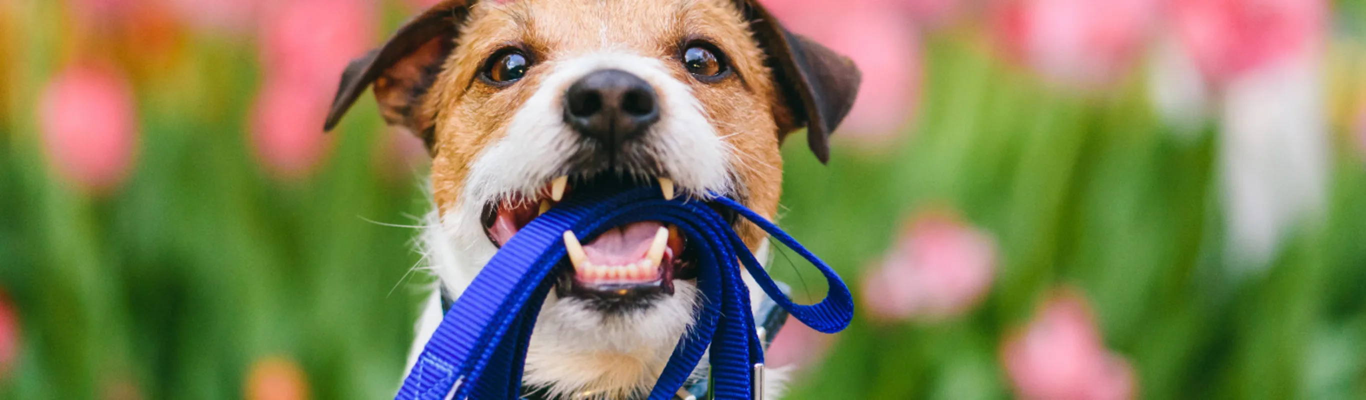 Small white & brown dog holding a blue leash in his mouth Small white & brown dog holding a blue leash in his mouth
