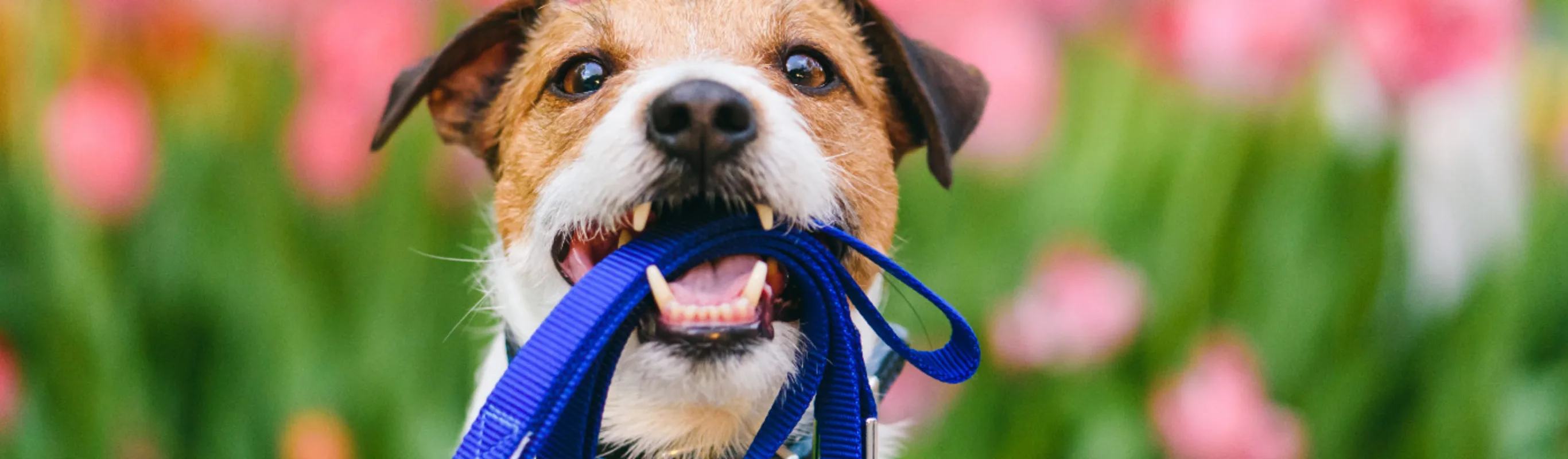 Small white & brown dog holding a blue leash in his mouth