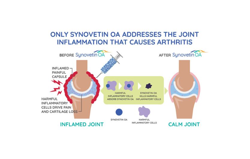 How Synovetin OA ® Works