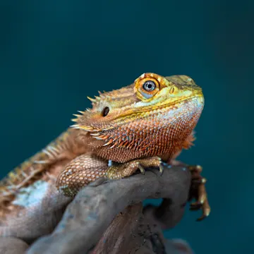A lizard sits and stares. A blue background is behind the reptile A lizard sits and stares. A blue background is behind the reptile