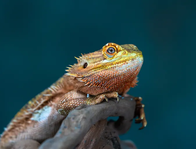 A lizard sits and stares. A blue background is behind the reptile A lizard sits and stares. A blue background is behind the reptile
