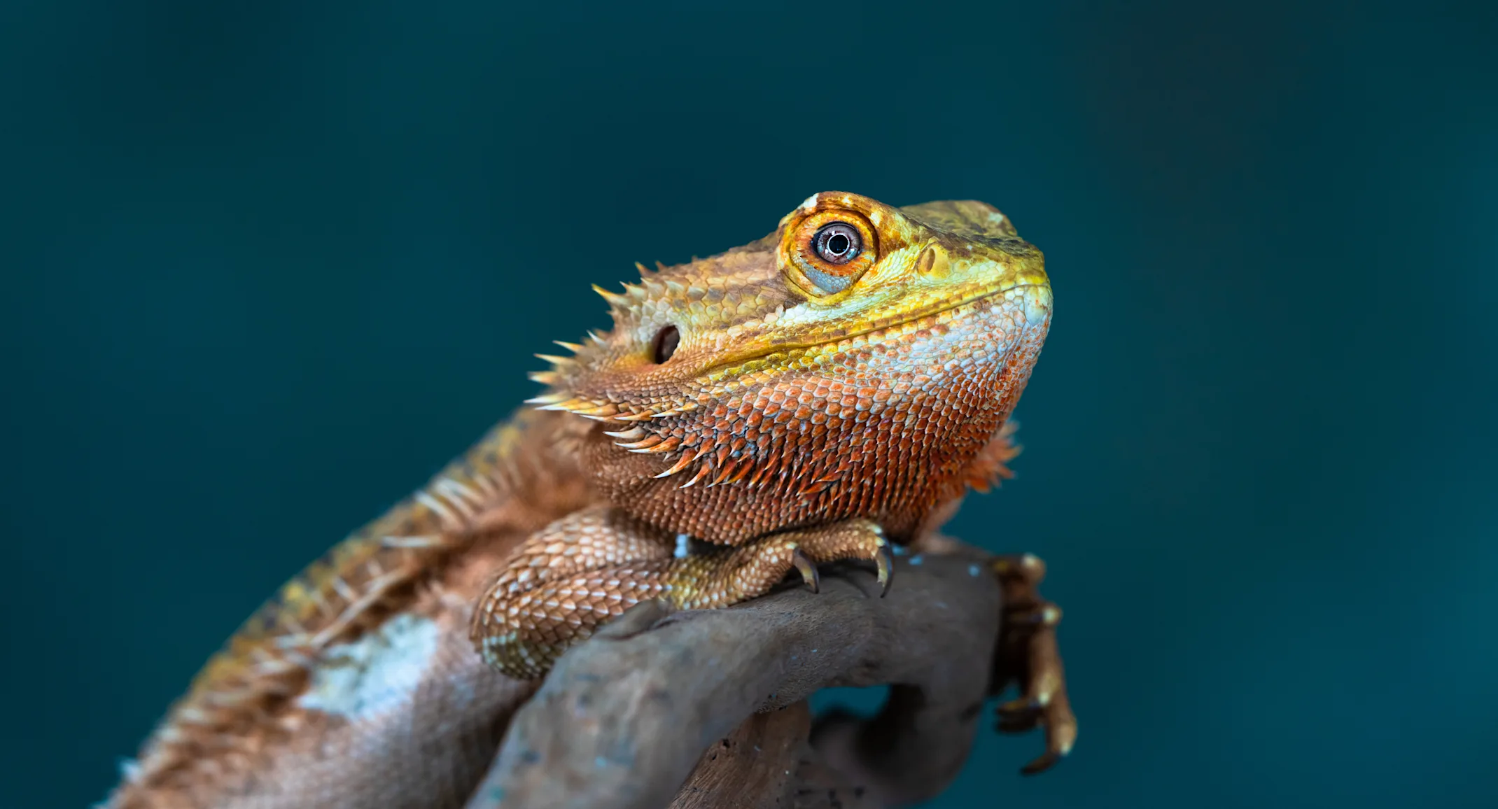 A lizard sits and stares. A blue background is behind the reptile A lizard sits and stares. A blue background is behind the reptile