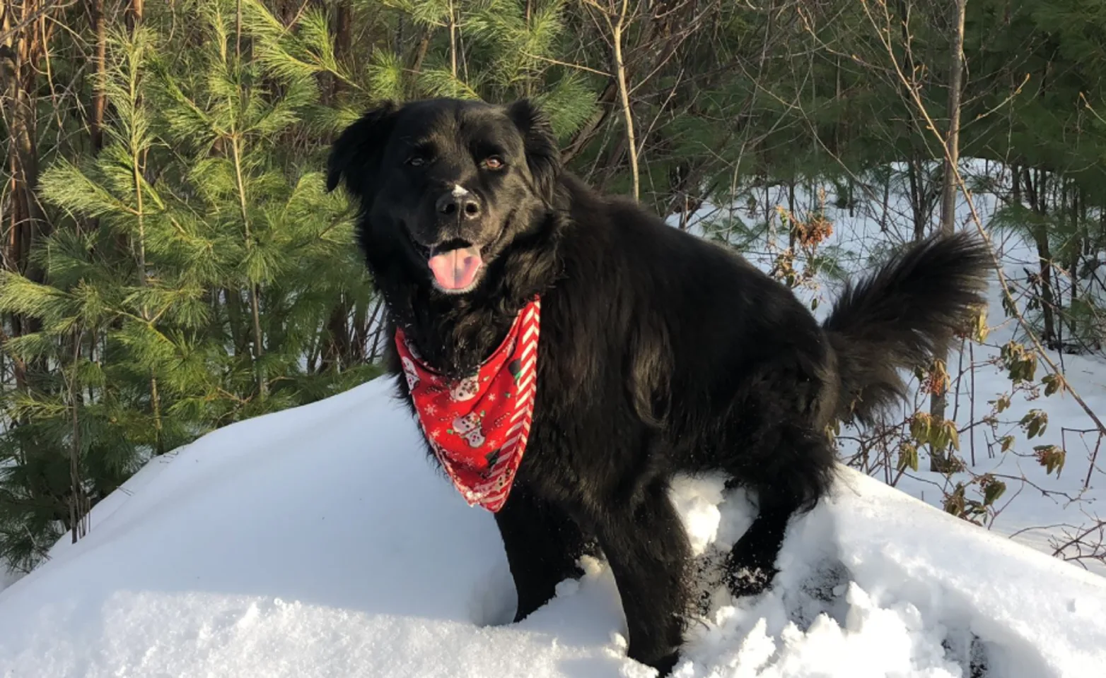 Dog in snow outside on rock Dog in snow outside on rock