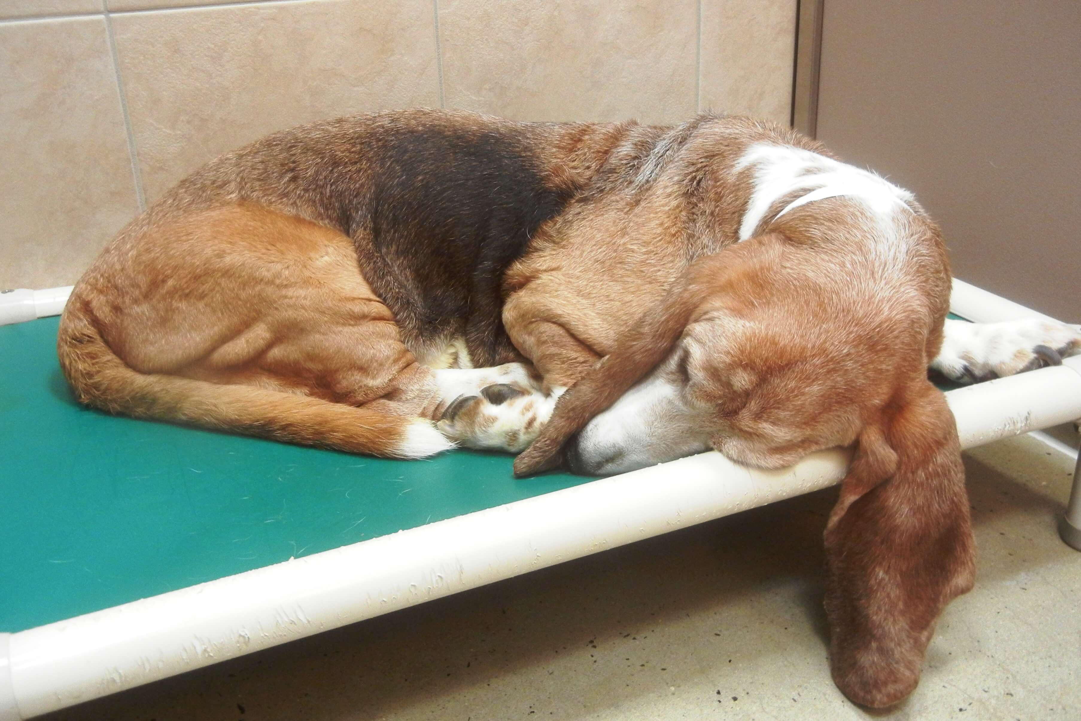 Basset Hound Sleeping