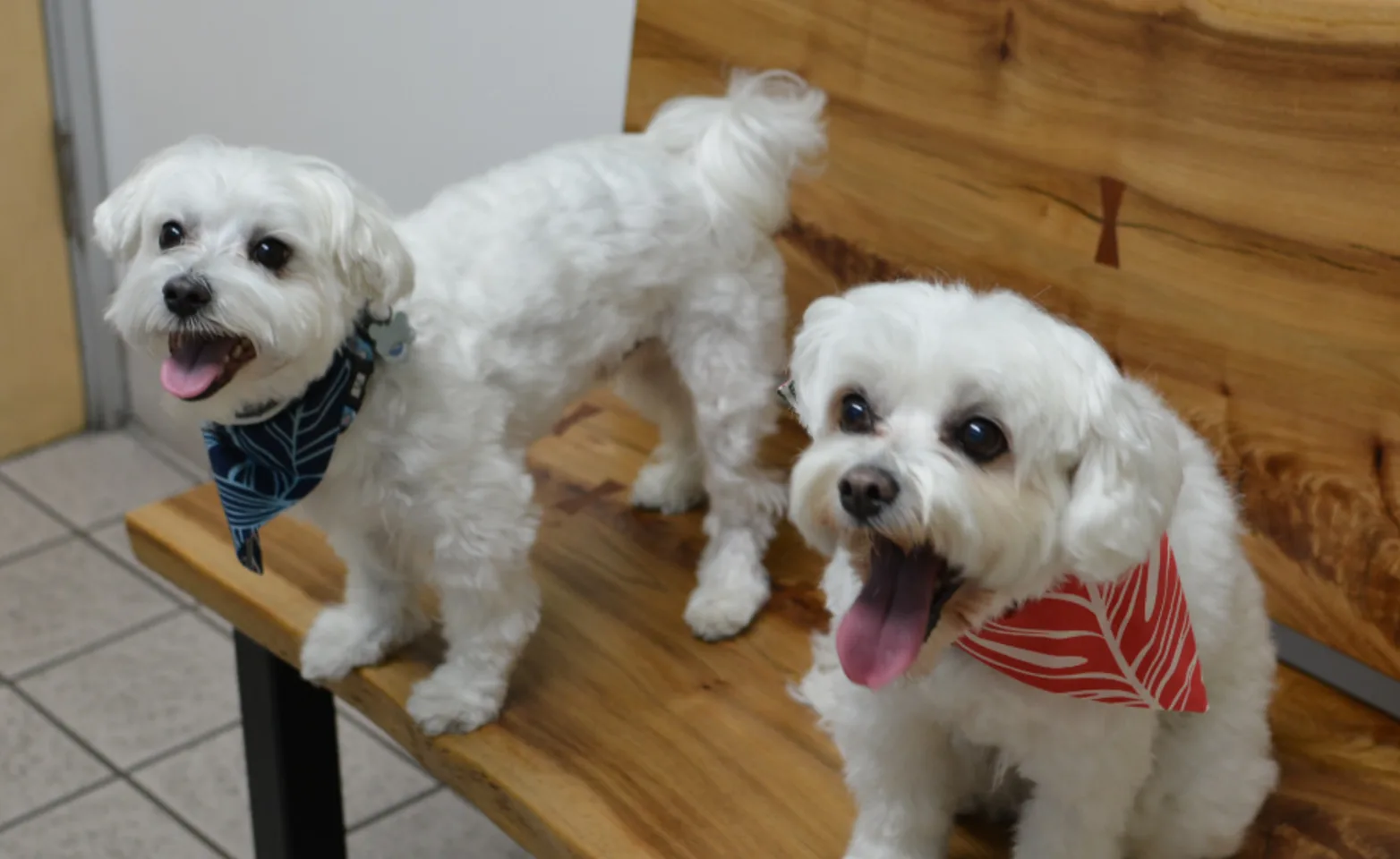 Two Small White Dogs at Kirkwood Animal Hospital