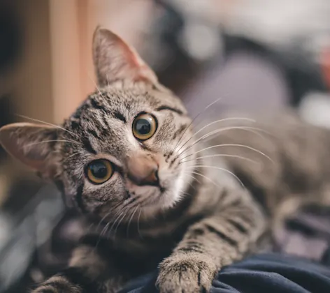 Cat on couch 