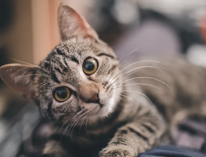 Cat on couch 